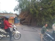 Pohon Berumur Ratusan Tahun Roboh Tutupi Jalan Rangkasbitung-Bogor