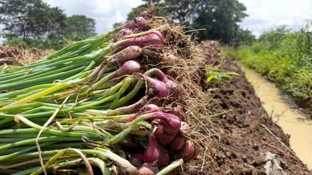 BAWANG (1)