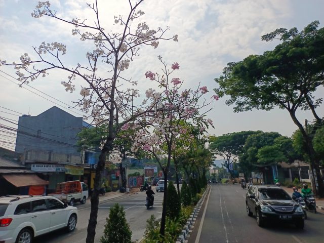 Tatebuya